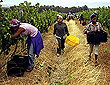 Vinplockning, fotografi