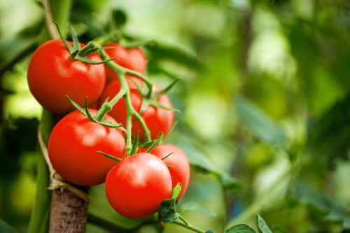 tomat.jpg