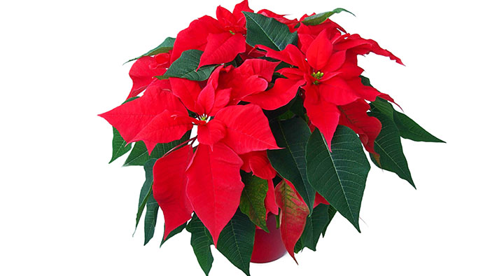 julstjärna giftig