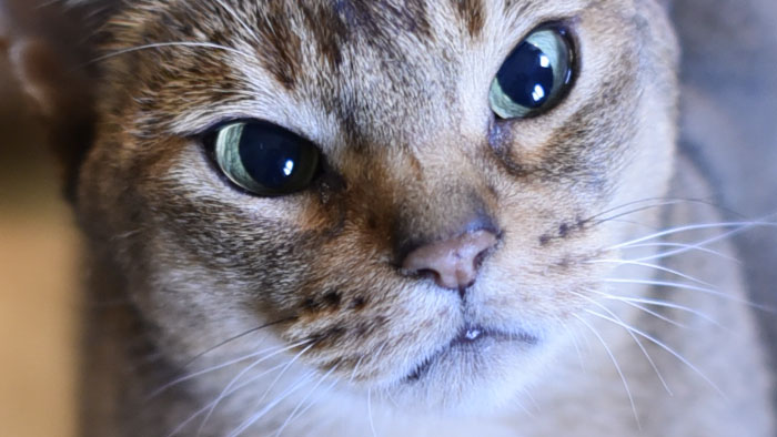 katt äter mycket katt äter mycket