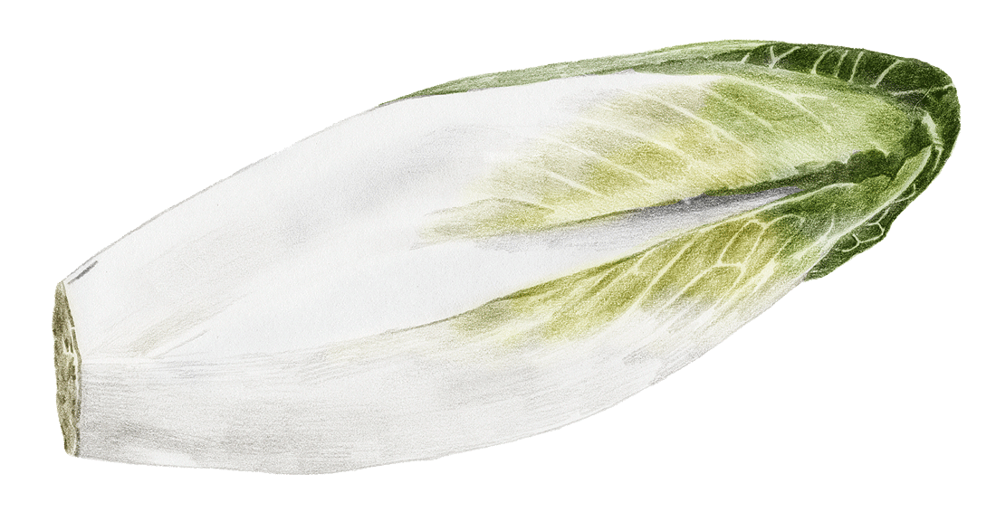 endive_färg.png