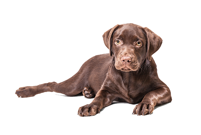 labrador retriver